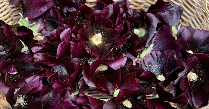ブラックマローの花を摘んで乾燥中です　
