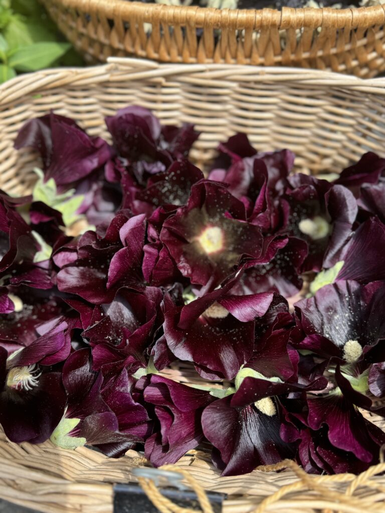 ブラックマローの花を摘んで乾燥中です。摘みたて