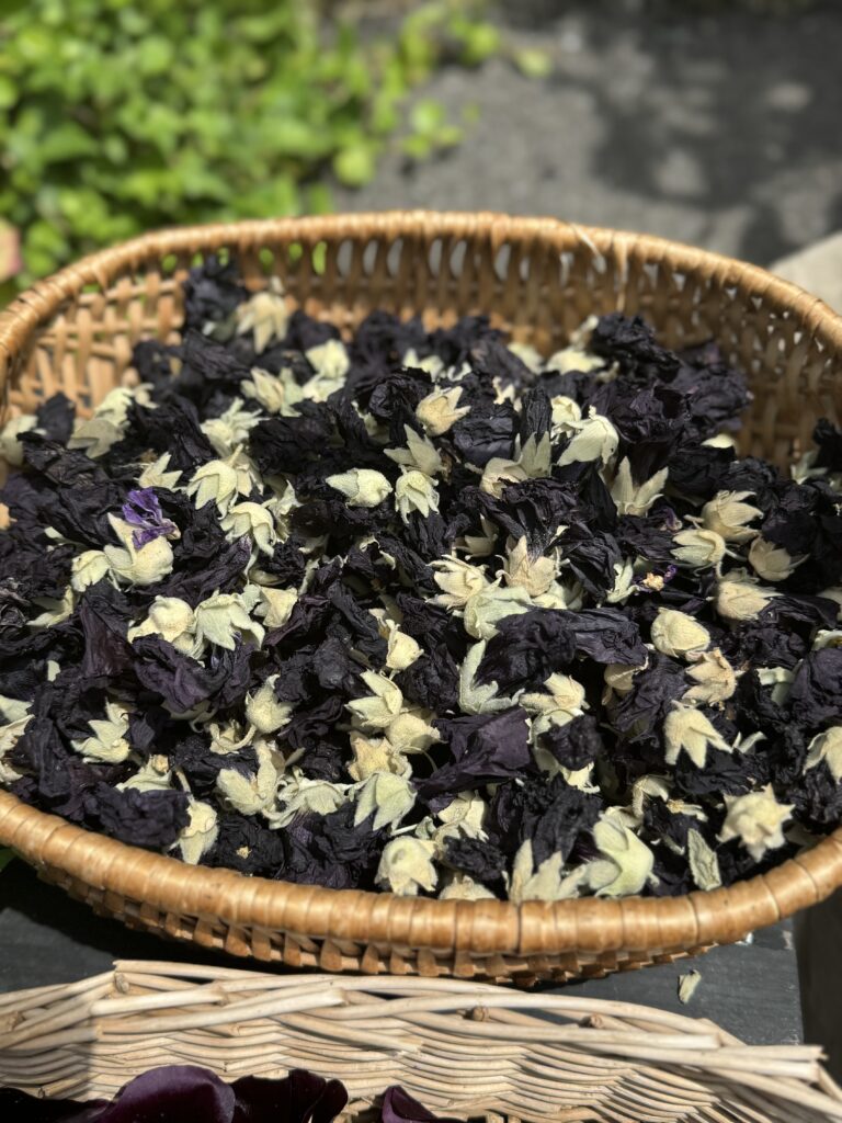 ブラックマローの花を摘んで乾燥中です。乾燥完了