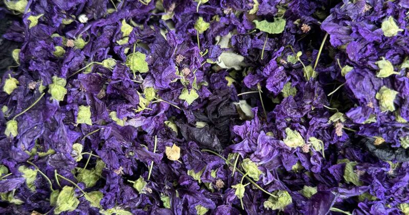 コモンマローの花で草木染、リネンストール【S-size】